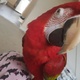 talking-scarlet-macaw-pair-cage-macaws-lahore-2