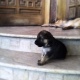 german-shepherd-puppies-for-sale-german-shepherd-lahore-cant-4