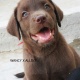 highly-pedigreed-labrador-puppies-for-sale-labrador-retriever-karachi-1