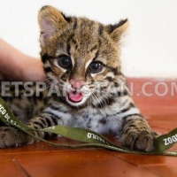 healthy-cheetah-cubs-lion-cubs-tiger-cubs-for-sale-tiger-islamabad-4