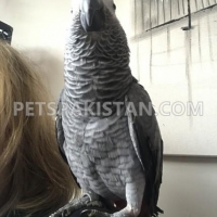 grey-parrots-for-sale-african-grey-parrot-qabula-6