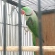 raw-breeder-male-alexandrine-parrot-lahore-7