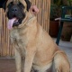 show-quality-bullmastiff-puppies-for-sale-other-lahore-3