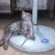 pure-breed-tripple-coated-punch-faced-female-cat-and-kitten-for-urgent-sale-persian-cats-karachi-4