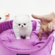 snow-white-teacup-pomeranian-puppy-male-avial-pomeranian-amangarh-industrial-area-1