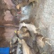 pheasants-chicks-for-sale-golden-pheasant-islamabad-4