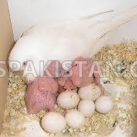 african-grey-parrot-birds-and-parrot-eggs-for-sale-african-grey-parrot-lahore-2