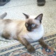 pure-siamese-female-cat-siamese-lahore-3