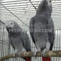 grey-parrots-for-sale-african-grey-parrot-qabula-5