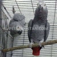 grey-parrots-for-sale-african-grey-parrot-qabula-4