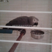 male-and-female-african-grey-parrots-for-adoption-african-grey-parrot-ahmadpur-4