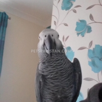 male-and-female-african-grey-parrots-for-adoption-african-grey-parrot-ahmadpur-2