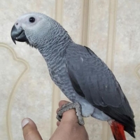 congo-tamed-african-grey-parrot-for-sale-african-grey-parrot-lahore-2