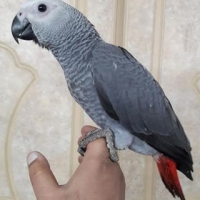 congo-tamed-african-grey-parrot-for-sale-african-grey-parrot-lahore-3