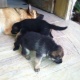 german-shepherd-puppies-for-sale-german-shepherd-lahore-cant-6