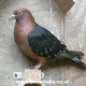 i-want-to-sale-beautiful-breeder-pigons-urgent-in-cheap-parice-sporting-pigeons-lahore