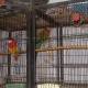 rosella-breeder-pair-for-sale-rosella-rawalpindi-1