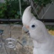 semi-tamed-goffin-cockatoo-for-sale-in-pakistan-cockatoos-bahawalpur-1