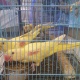 for-sale-yellow-alexanderine-adult-pair-alexandrine-parrot-lahore-2