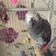 african-grey-parrot-other-lahore-1