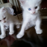 2-persian-kittens-persian-cats-karachi-4