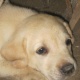 pedigree-labrador-puppies-labrador-retriever-karachi-2