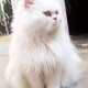 full-punch-face-male-cat-for-stud-service-location-karachi-persian-cats-karachi-2