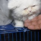 kittens-are-available-persian-cats-karachi-4