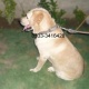 highly-pedigreed-labrador-puppies-for-sale-labrador-retriever-karachi-5