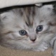 persian-female-kitten-for-sale-persian-cats-rawalpindi-2