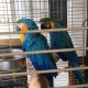 macaw-parrots-other-lahore-1