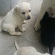 golden-chance-for-labrador-lovers-pure-labrador-puppies-labrador-retriever-rawalpindi-5