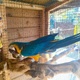 gorgeous-female-macaw-requires-5-home-macaws-islamabad-1