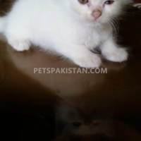 2-persian-kittens-persian-cats-karachi-3