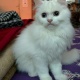 pure-persian-kitten-looking-for-new-home-persian-cats-islamabad-2