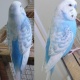 australian-parrots-for-sale-beautiful-healthy-young-and-activea-australian-budgies-karachi-1