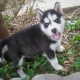 gorgeous-siberian-husky-puppies-other-abbas-nagar-1