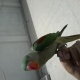 hand-tamed-male-alexandrine-raw-parrot-for-sale-alexandrine-parrot-rawalpindi-5