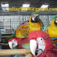 macaw-parrots-and-eggs-macaws-lahore
