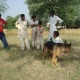 german-shephered-puppies-for-sale-german-shepherd-faisalabad-6