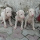 gulterr-kohati-pupps-bulltare-lahore-1