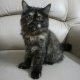 black-female-triple-coated-kitten-for-sale-persian-cats-lahore-2