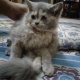 persian-kitten-persian-cats-rawalpindi-2