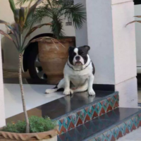 american-bully-dog-available-for-sale-bully-dog-lahore-2