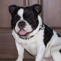 american-bully-dog-available-for-sale-bully-dog-lahore-3