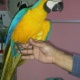 blue-and-gold-macaw-for-sale-macaws-lahore-1