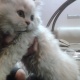 persian-cat-for-sale-punched-persian-cats-lahore-1