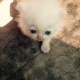 six-triple-coat-persian-doll-faced-kittens-for-sale-persian-cats-lahore-cant-9