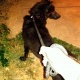 solid-black-shepherd-9-month-pup-for-sale-other-islamabad-2