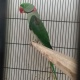 raw-breeder-male-alexandrine-parrot-lahore-3